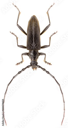 Capricorn beetle Cerambyx scopolii isolated on white background, close up of long-horned beetle.