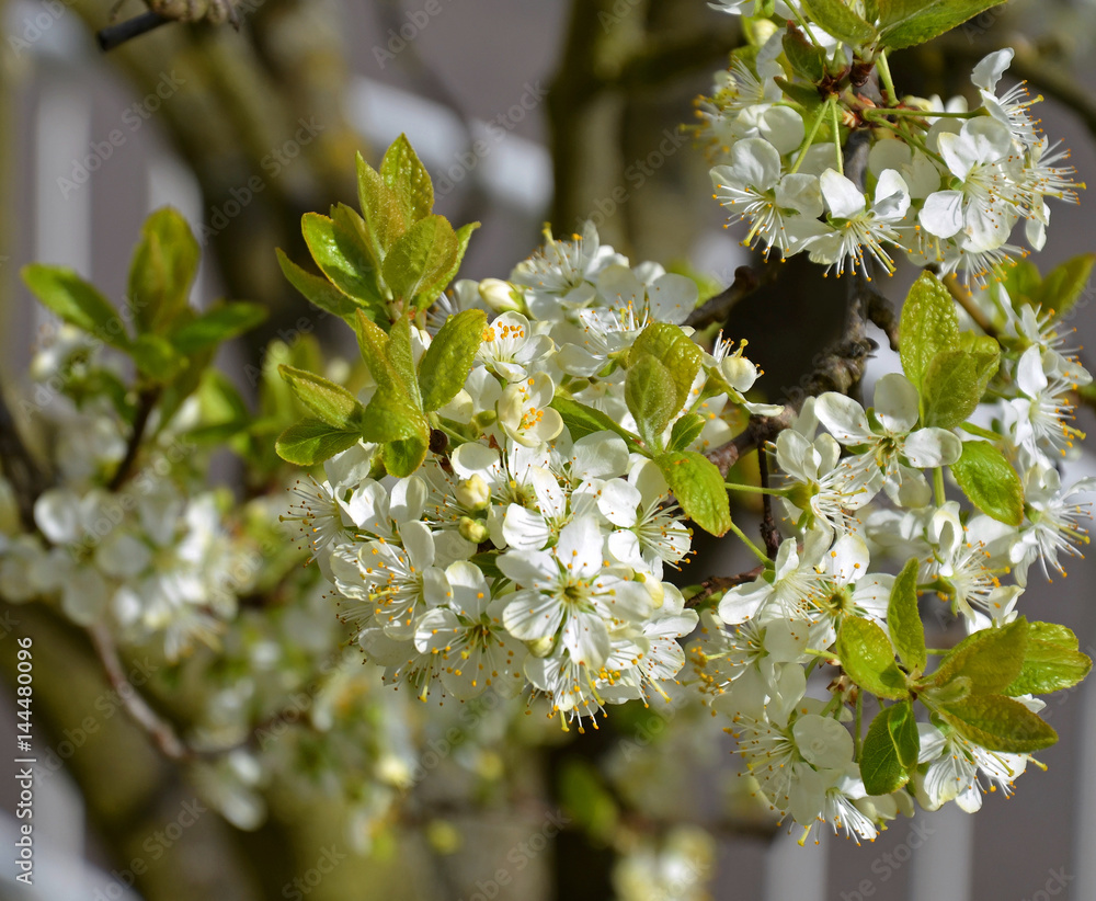 Pflaumenbaum StockFoto Adobe Stock