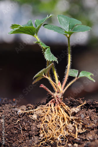 Strawberry seedlings with roots