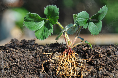 Fototapeta Strawberry seedlings with roots