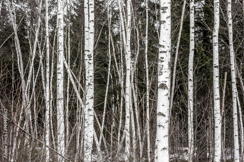 Weiße Birkenstämme am Rande eines Waldes