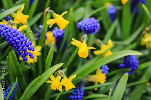 Yellow daffodils and blue grape hyacinths