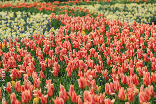 Field of yellow tulips and orange tulips with yellow edges © Rene