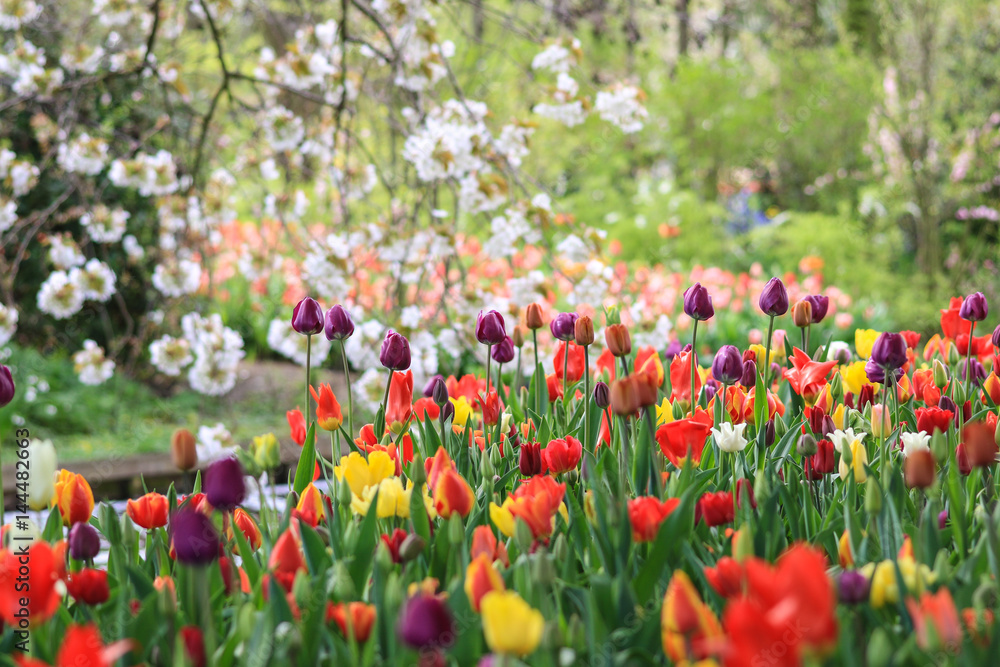 Blossoms and brightly coloured tulips