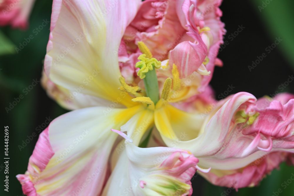 Close up of a pink and white tulip