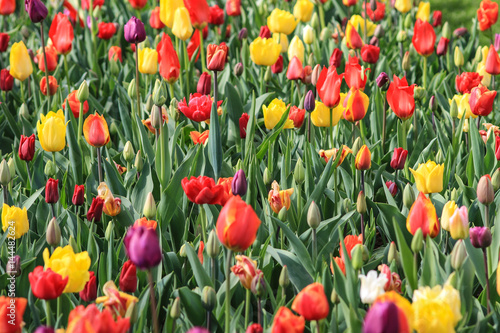 Close up of a brightly coloured tulip field.