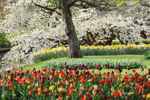 Tree full of blossoms with tulips and narcissus underneath