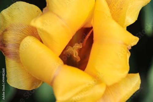 Close up of a yellow tulip.