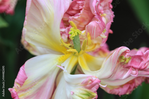 Close up of a pink and white tulip