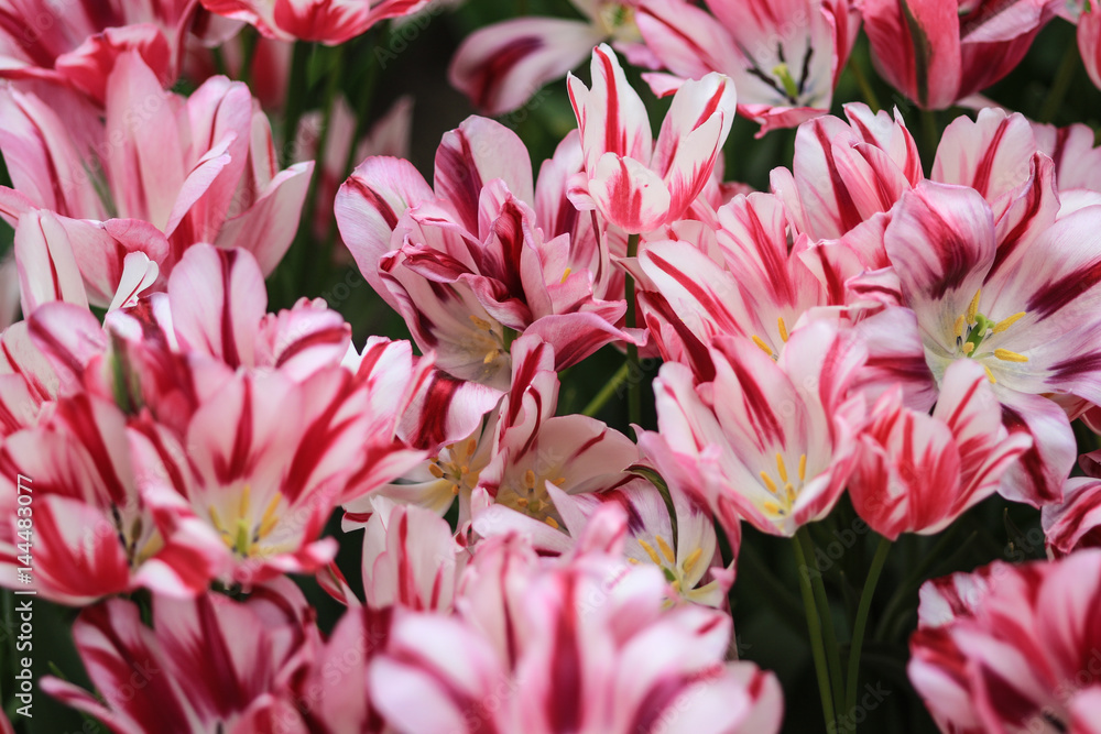 Clustering of white tulips with red highlights Clustering of white tulips with red highlights