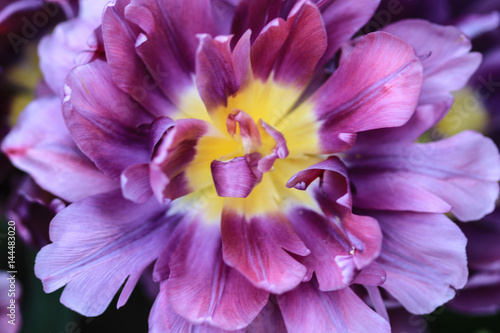 Close up of the yellow heart of a purple tulip