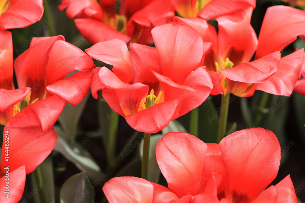 Field of red tulips with yellow stamens Field of red tulips with yellow stamens