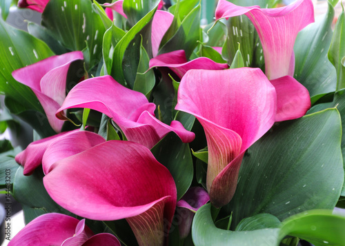 Pink calla lilies grouped together.