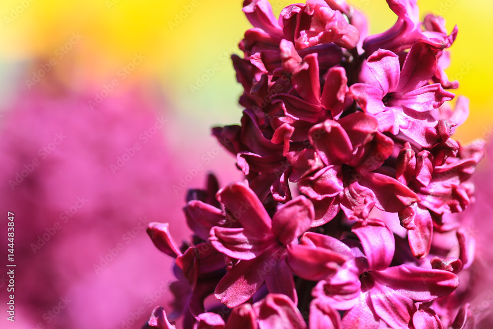 Close up of a pink hyacinth against a pink and yellow background
