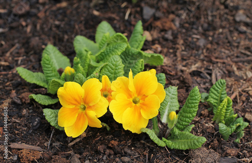 close photo of bright yellow flowers in spring