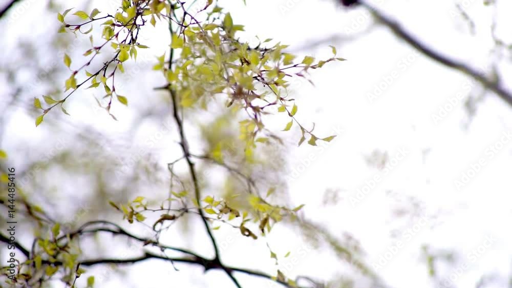 Green birch leaves trembling on spring wind in forest Green birch leaves trembling on spring wind in forest