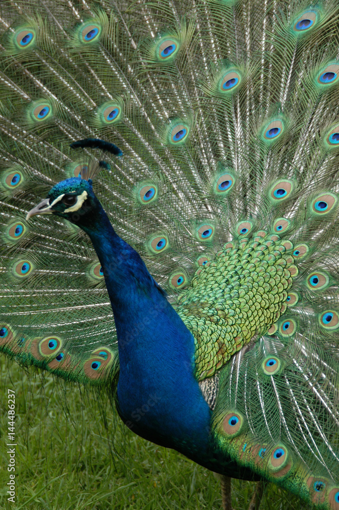 Naklejka premium Pfau