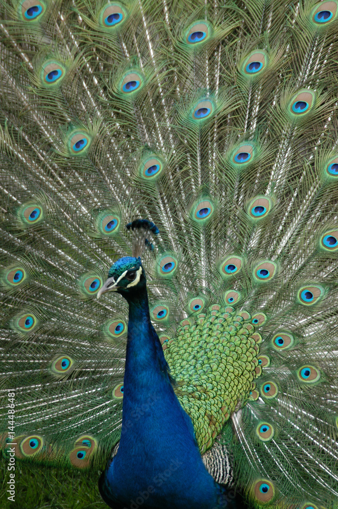 Fototapeta premium Pfau