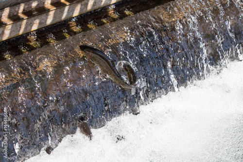 Fotografie Trout jumping up a spillway at a fish hatchery in Durango, Colorado