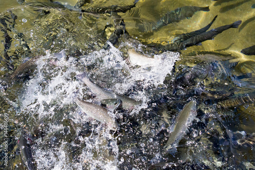 Fish emerging from the water in a feeding frenzy at a fish hatchery in Durango, Colorado photo