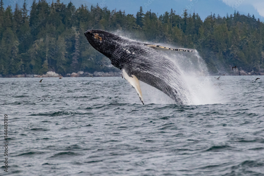 Fototapeta premium Breaching Humpback