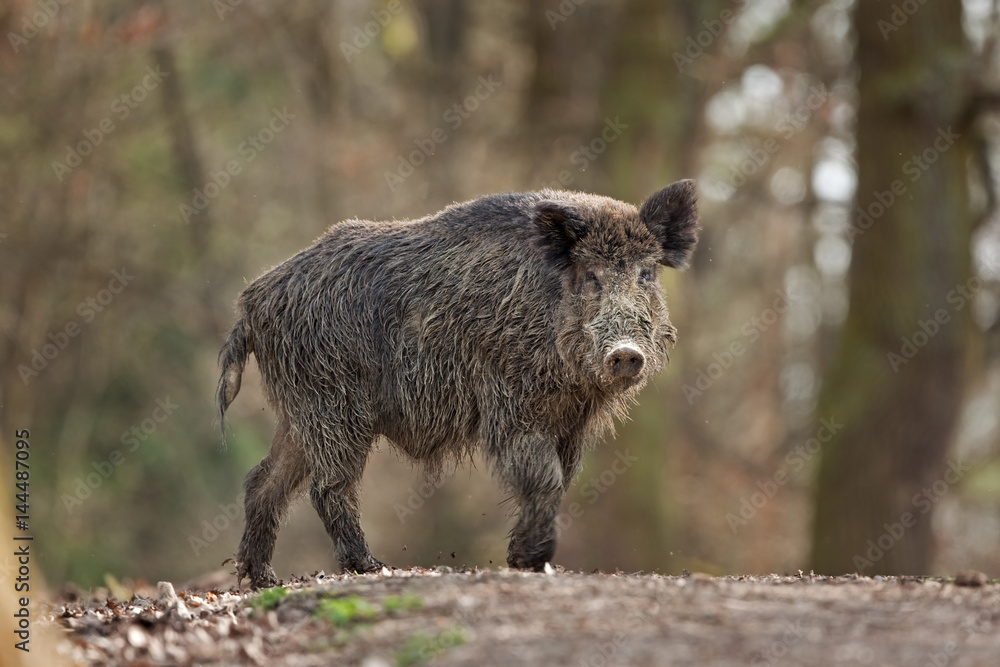 wild boar, sus scrofa, Czech republic wild boar, sus scrofa, Czech republic