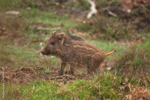 wild boar, sus scrofa, Czech republic