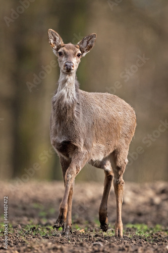 sika deer  cervus nippon  Czech republic