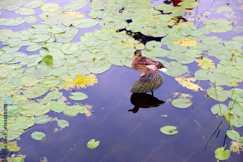 wild duck sitting on an old tire among the vegetation
