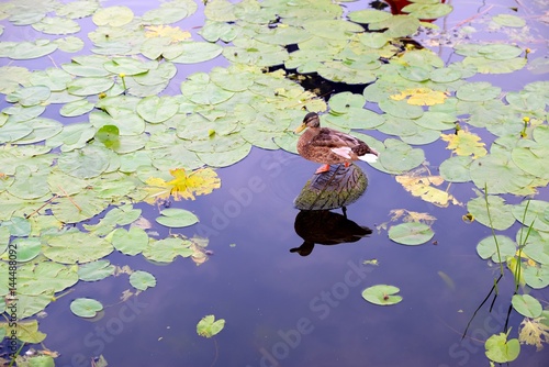 Obraz na płótnie wild duck sitting on an old tire among the vegetation w salonie