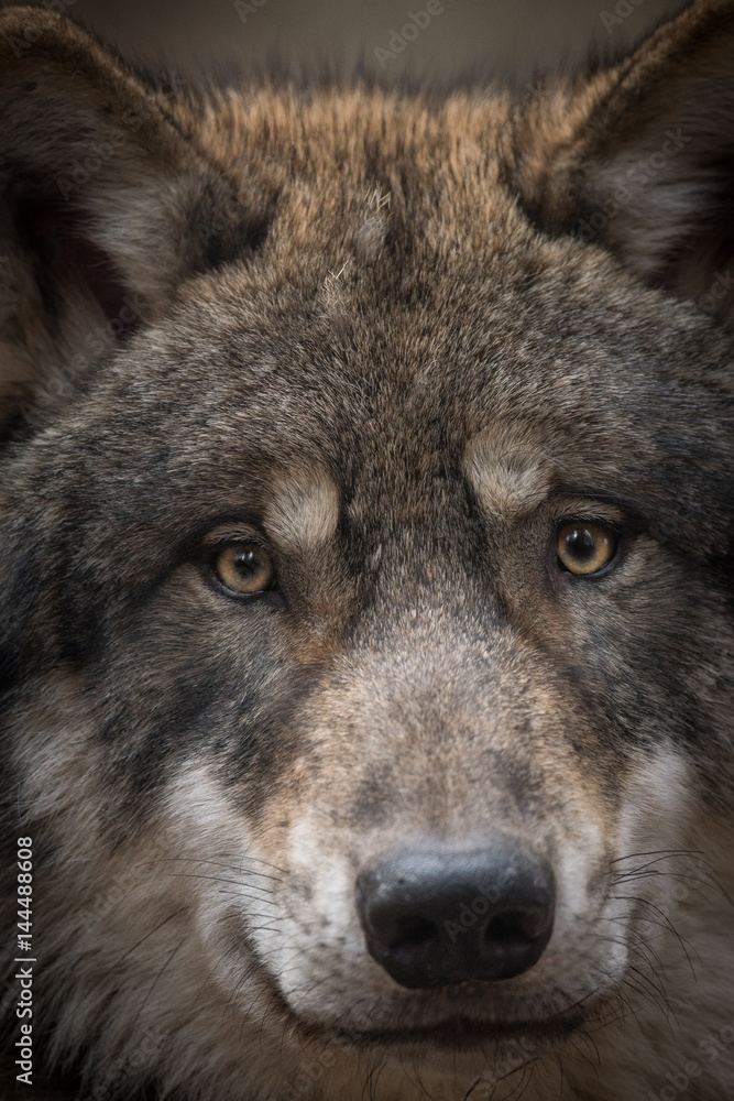 Wolf Close Up