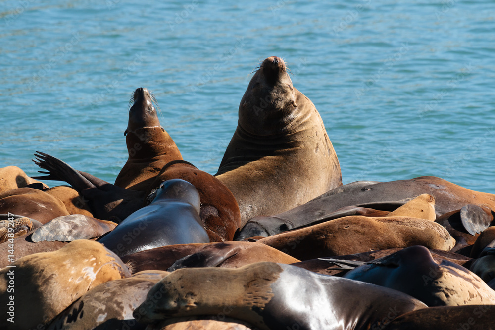Fototapeta premium Sea Lions Laying on a Dock