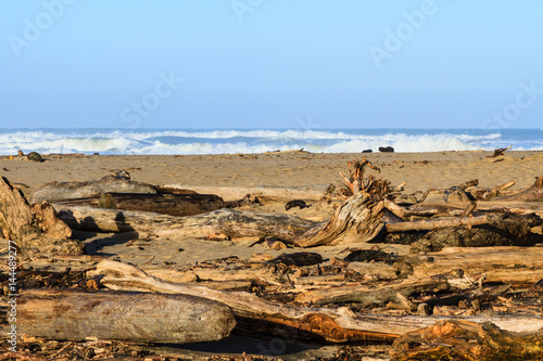 Driftwood on a central California beach.