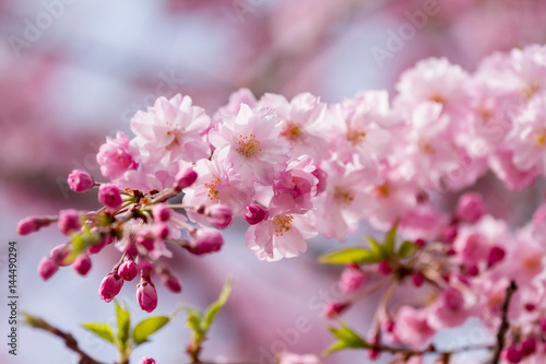 桜 © 浩士 安田