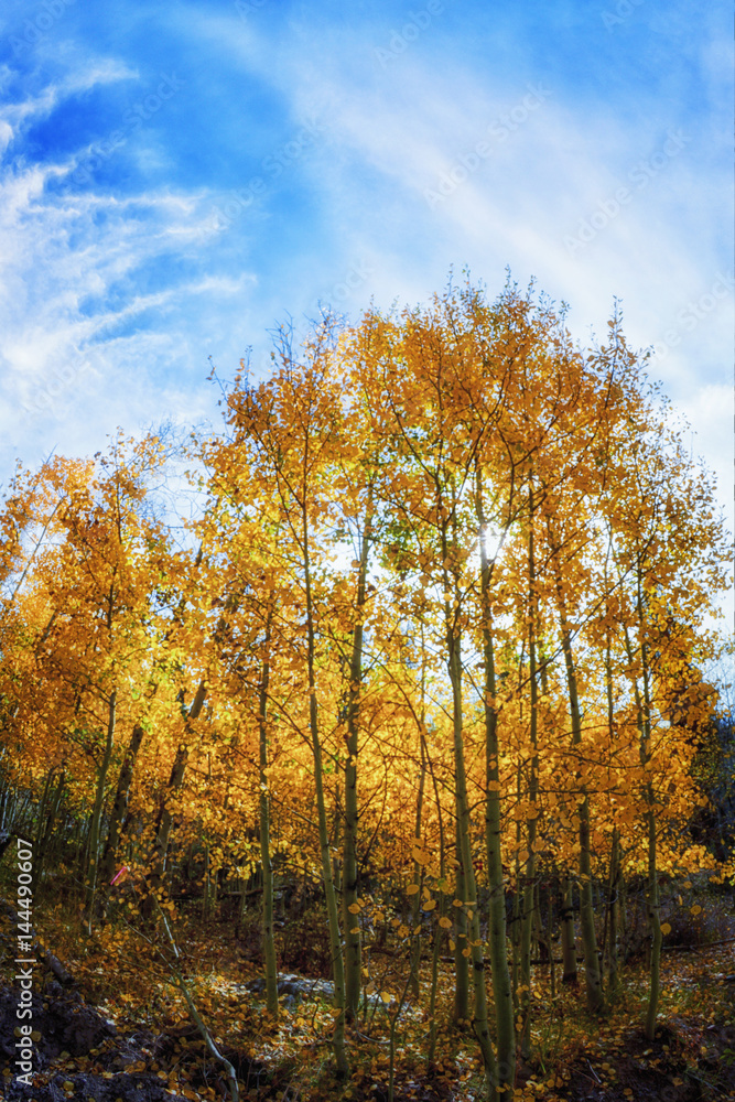 Fototapeta premium Autumn Trees