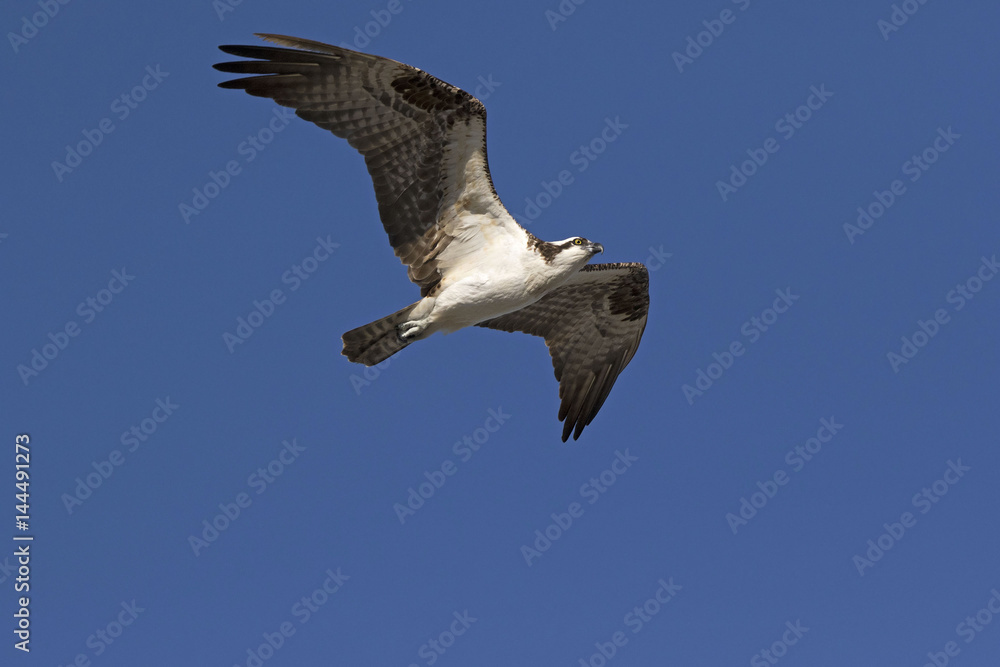 Obraz premium An Osprey (Pandion haliaetus) soaring under a blue sky looking for food in the Gulf of Mexico near St. Pete Beach, Florida.