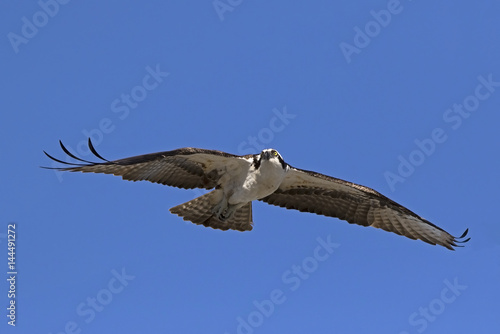An Osprey  Pandion haliaetus  soaring under a blue sky looking for food in the Gulf of Mexico near St. Pete Beach  Florida.