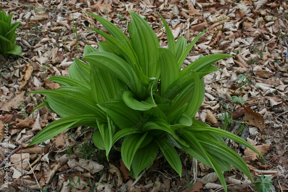 Naklejka premium Lush spring bush hellebore