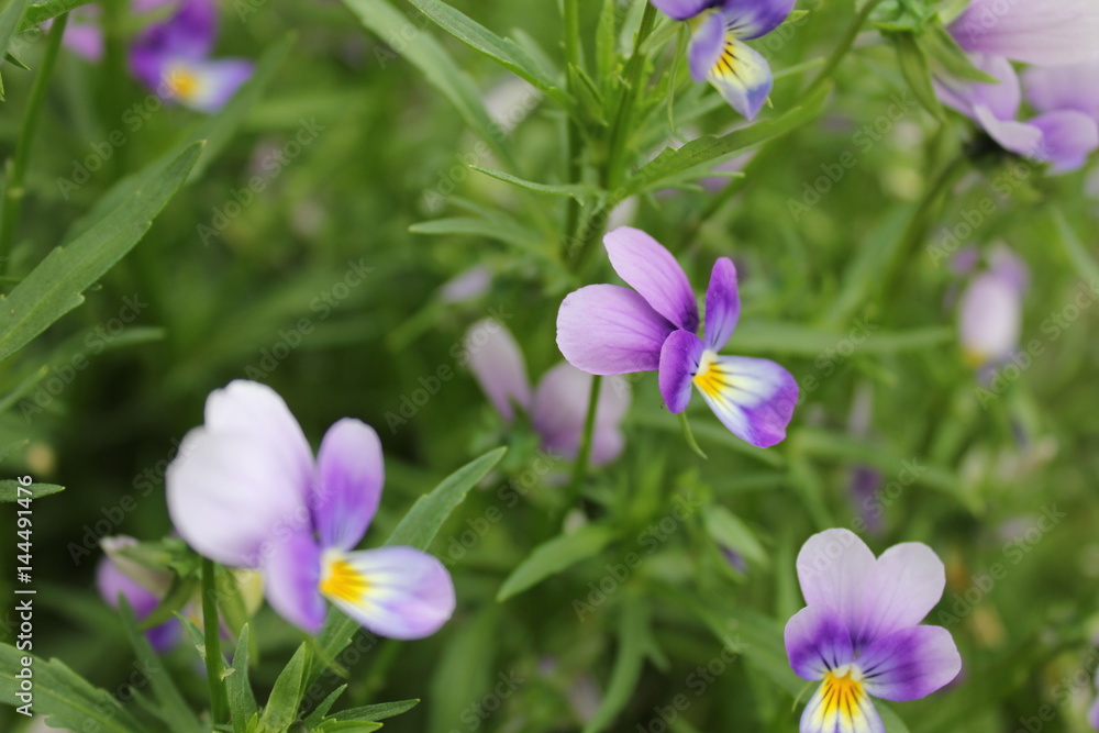 Botanic gardening plant nature image: pansy (viola tricolor, Viola cornuta) 19940