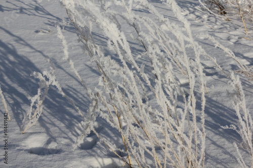 Snow-covered and frozen grass in field 30382
