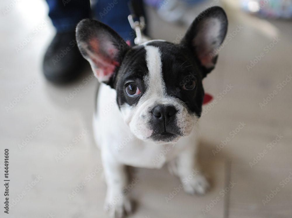 French Bulldog at dog show, Moscow.
