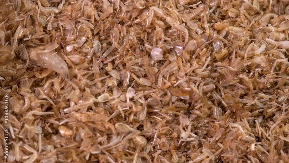 Worms, maggots, close-ups of larvae Worms, maggots, close-ups of larvae