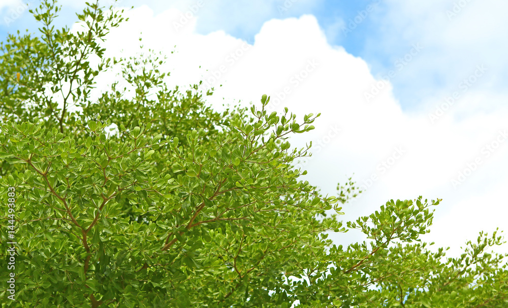 Fototapeta premium Up view on tree and clouds on blue sky