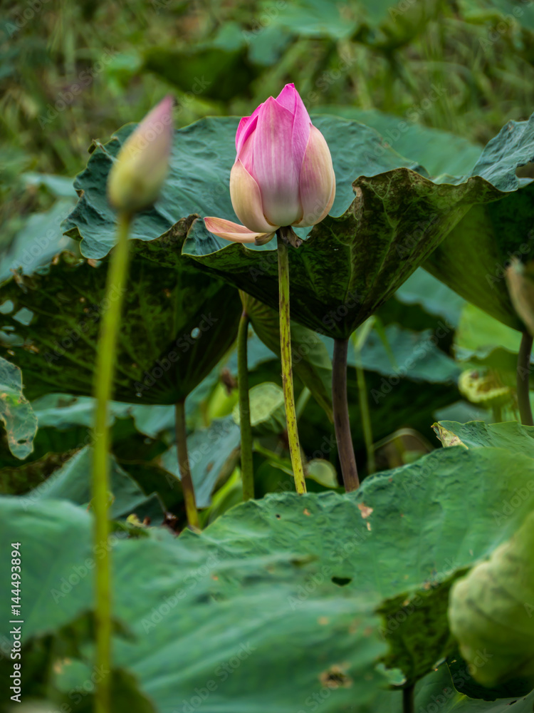 Sacred lotus flower in natural pond Sacred lotus flower in natural pond