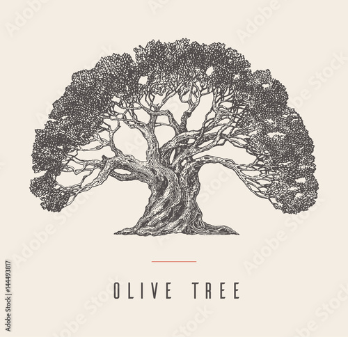 Drawn vector illustration olive tree label oil