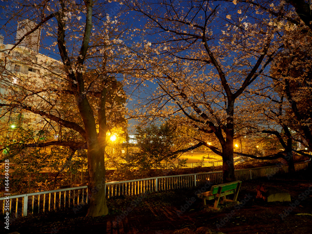 Cherry blossoms night view in Japan
