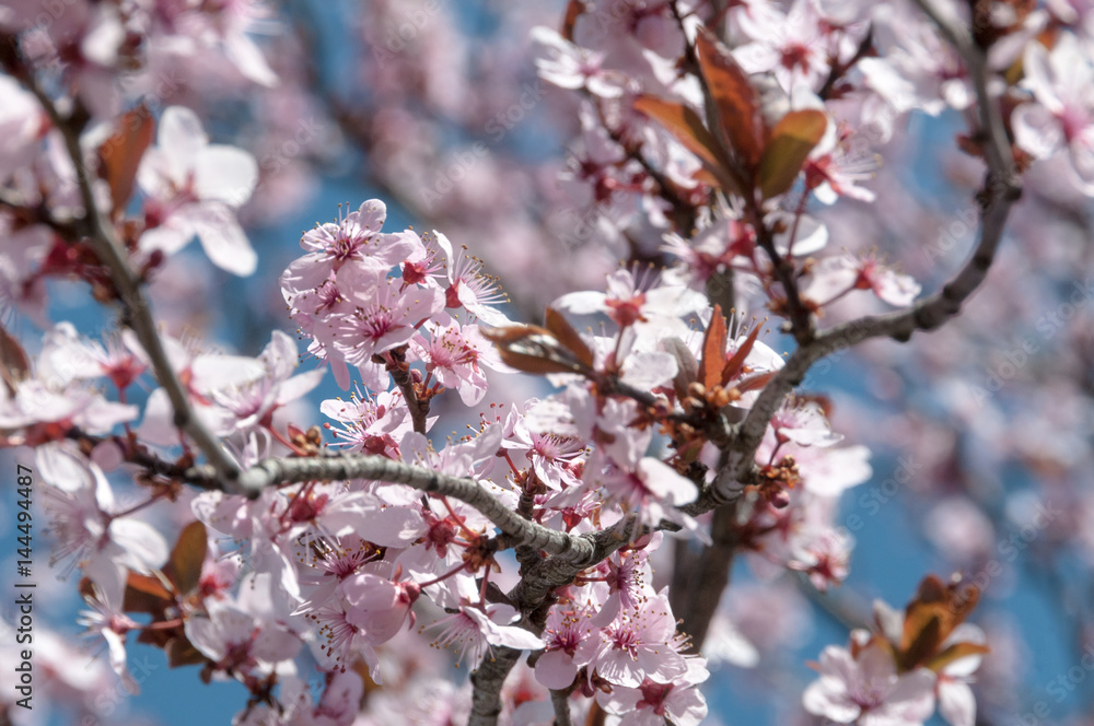 A branch of crabapple blossoms on a tree in Spring A branch of crabapple blossoms on a tree in Spring
