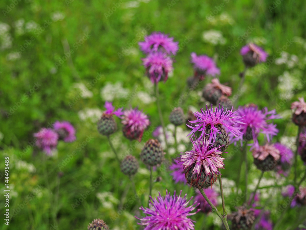 Brown knapweed in the meadow Brown knapweed in the meadow