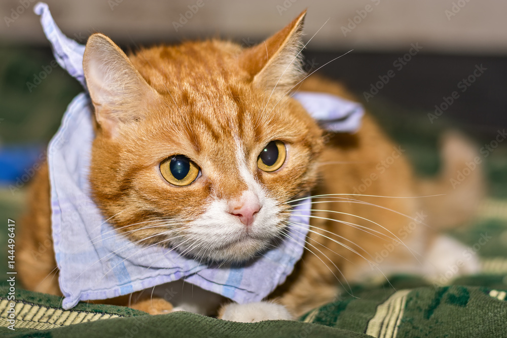 Portrait of a red cat with a scarf around his neck 