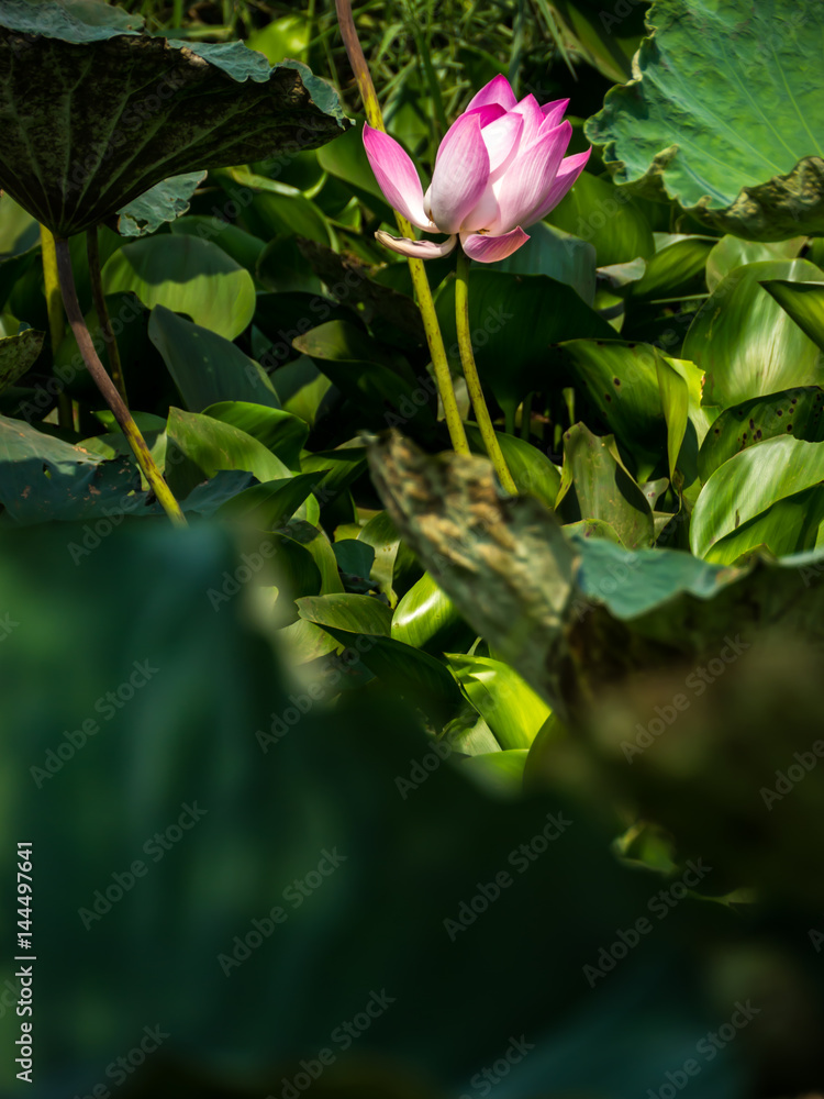 Sacred lotus flower in natural pond